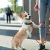 a dog on a leash